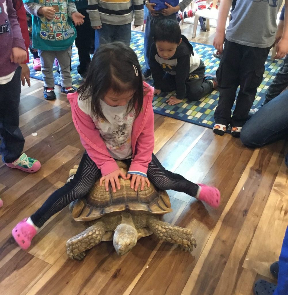Girl sitting on the back of a very large tortoise inside Eyas Montessori classroom while group of children observe behind her