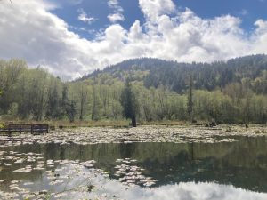 Pacific Northwest Nature - Eyas